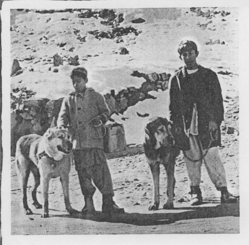Les chiens sur la photo sont des chiens de l’Asie Centrale et non des Dogues du Tibet.